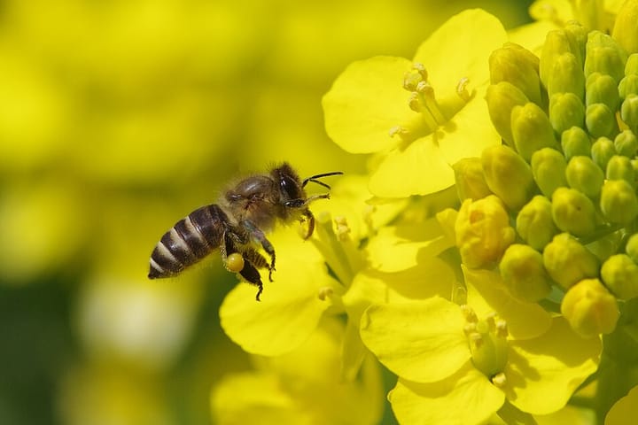 菜の花に飛来したニホンミツバチの写真。小型で丸みがあり毛が多いのが特徴