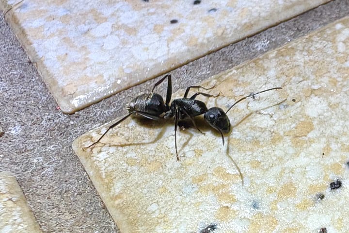 クロオオアリの写真。屋内への侵入や羽アリの相談が多い