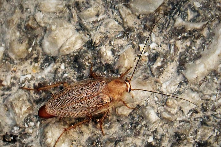 チャバネゴキブリの写真。屋内に発生する代表的な害虫