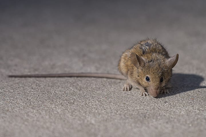 屋内に侵入したネズミの写真。天井裏の物音や食品被害の原因になる